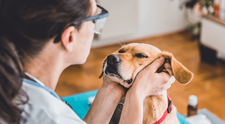 A dog's face being rubbed after he was a good boy as his annual veterinary wellness exam