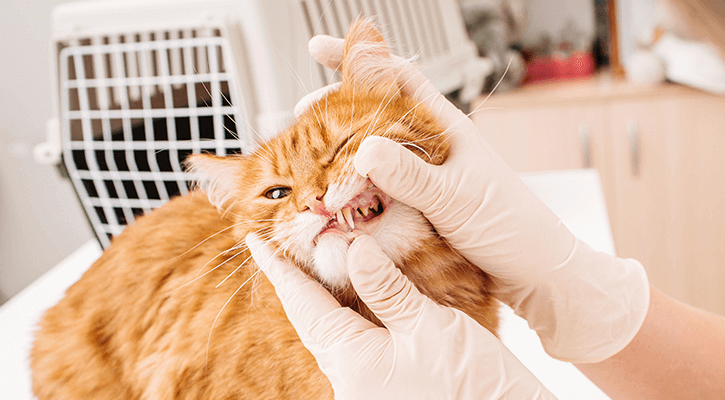 An orange cat having their teeth examined by a veterinarian at a pet dental care exam