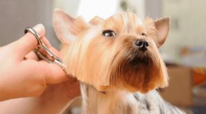 A dog being groomed in Westland, MI