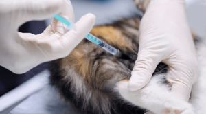 A pet receiving a core vaccination in Westland, MI