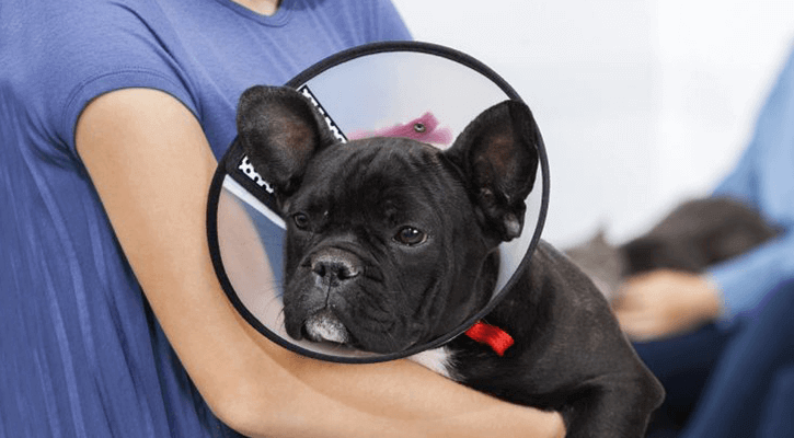A dog with a cone on their head recovering from pet spaying or neutering