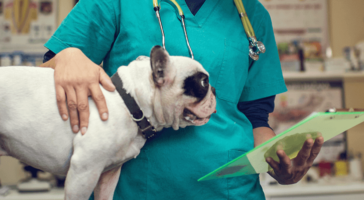 A dog standing next to a veterinarian, preparing for veterinary surgery in Westland, MI