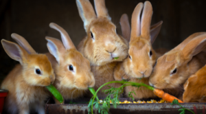 Rabbits sitting together receiving exotic pet care from veterinarians in Westland, Michigan